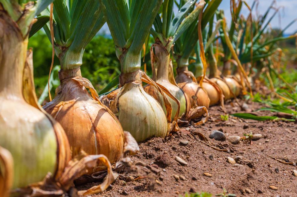 5 loại cây là "vũ khí" đuổi chuột cực mạnh: Trồng có chiến lược thì chẳng lo chúng cắn phá- Ảnh 2. 5 loại cây là "vũ khí" đuổi chuột cực mạnh: Trồng có chiến lược thì chẳng lo chúng cắn phá- Ảnh 2.