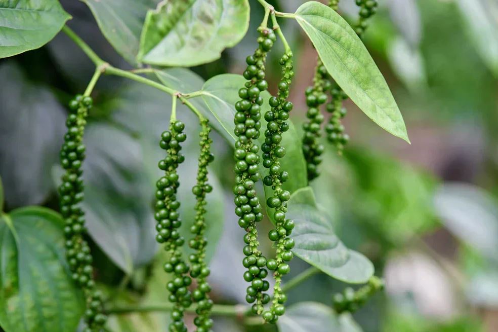 5 loại cây là "vũ khí" đuổi chuột cực mạnh: Trồng có chiến lược thì chẳng lo chúng cắn phá- Ảnh 4. 5 loại cây là "vũ khí" đuổi chuột cực mạnh: Trồng có chiến lược thì chẳng lo chúng cắn phá- Ảnh 4.