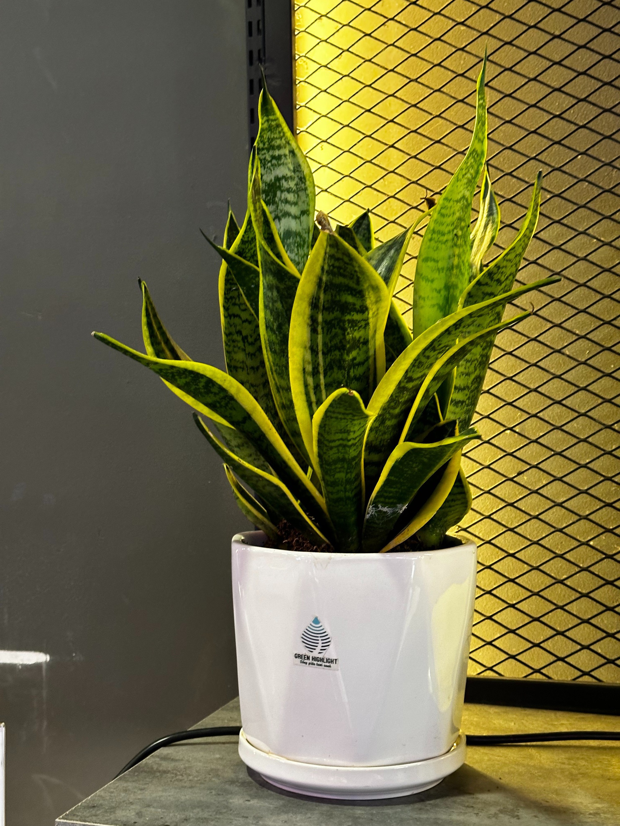 4 cây càng trồng càng rước họa, nhiều nhà vô tình phạm mà không biết- Ảnh 3.