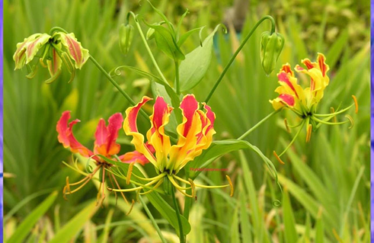 Loài hoa đẹp kỳ lạ mọc đầy ở Việt Nam: Vườn Quốc gia đưa cảnh báo tuyệt đối không được sờ hay hái- Ảnh 6.