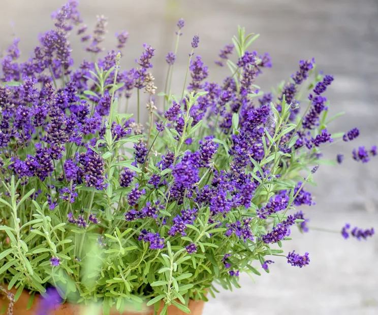 5 loại cây là "vũ khí" đuổi chuột cực mạnh: Trồng có chiến lược thì chẳng lo chúng cắn phá- Ảnh 3. 5 loại cây là "vũ khí" đuổi chuột cực mạnh: Trồng có chiến lược thì chẳng lo chúng cắn phá- Ảnh 3.