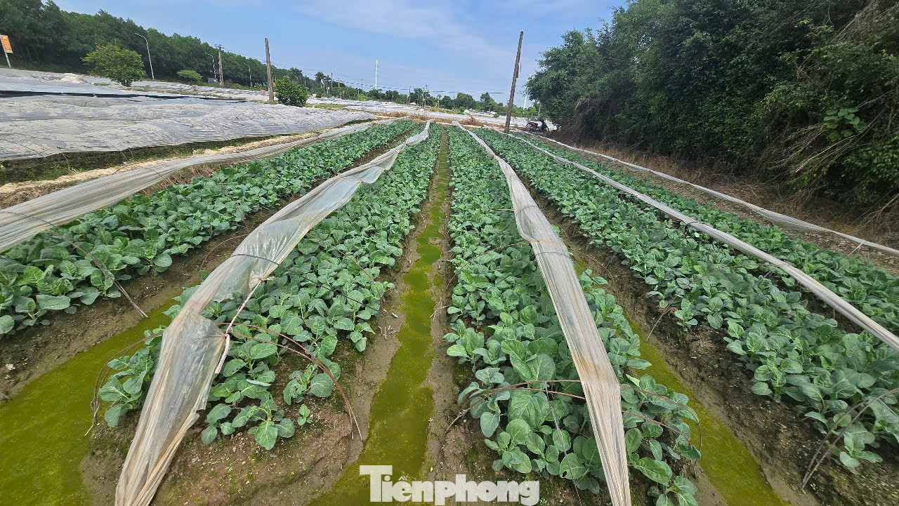 Hà Nội chính thức thông qua bảng giá đất mới, đất nông nghiệp cao nhất 290.000 đồng/m2- Ảnh 1.