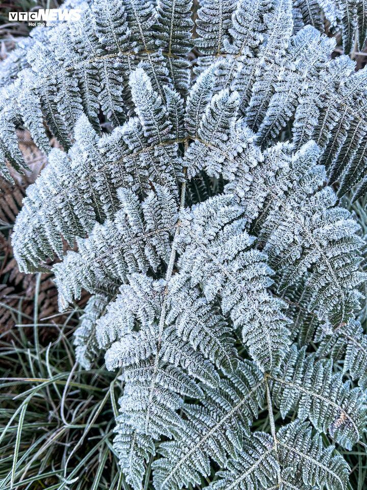 Y Tý xuất hiện băng giá, những tán cây rừng đẹp kỳ ảo- Ảnh 1.