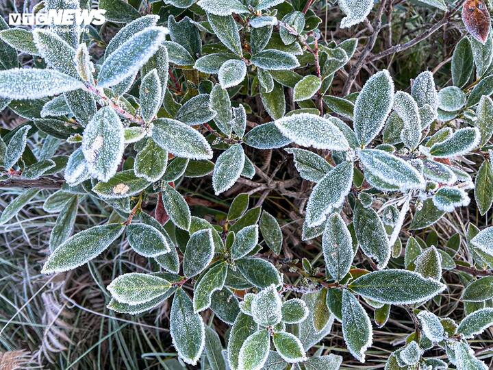 Y Tý xuất hiện băng giá, những tán cây rừng đẹp kỳ ảo- Ảnh 2.