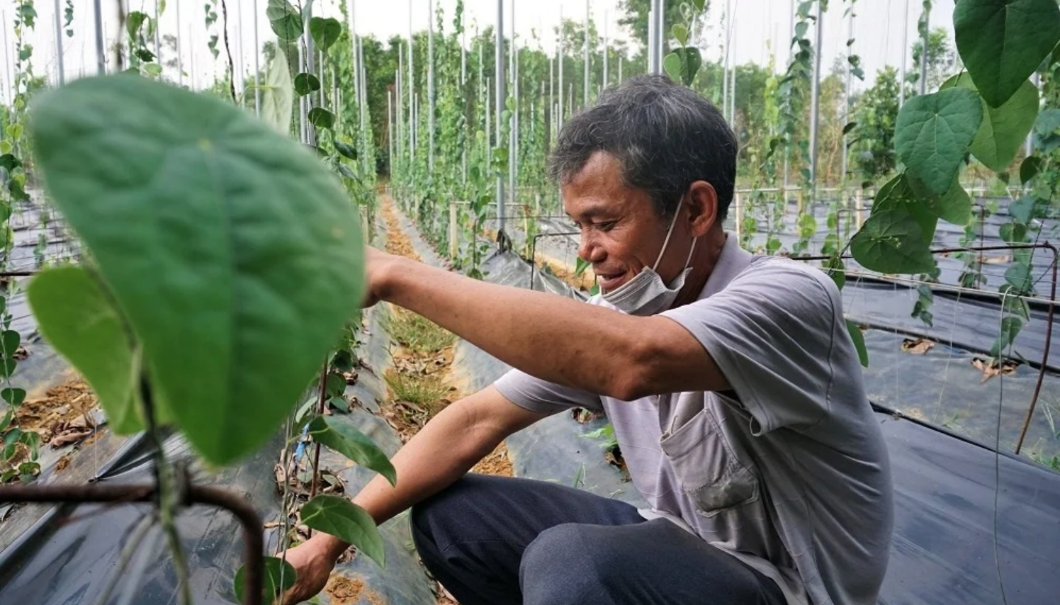 Nông dân đổi đời nhờ trồng loại cây mọc dại: "Đếm lá tính tiền", thu về 2 tỷ/năm- Ảnh 1. Nông dân đổi đời nhờ trồng loại cây mọc dại: "Đếm lá tính tiền", thu về 2 tỷ/năm- Ảnh 1.