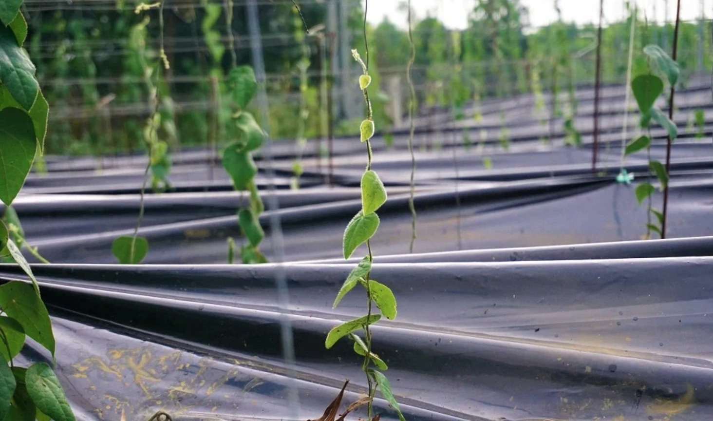 Nông dân đổi đời nhờ trồng loại cây mọc dại: "Đếm lá tính tiền", thu về 2 tỷ/năm- Ảnh 2. Nông dân đổi đời nhờ trồng loại cây mọc dại: "Đếm lá tính tiền", thu về 2 tỷ/năm- Ảnh 2.