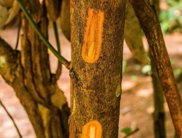 Một loại ‘vàng nâu’ quý báu của thế giới nhưng Việt Nam trồng bạt ngàn: Từ thân đến lá đều ra tiền, thu về gần 250 triệu USD kể từ đầu năm- Ảnh 1. Một loại ‘vàng nâu’ quý báu của thế giới nhưng Việt Nam trồng bạt ngàn: Từ thân đến lá đều ra tiền, thu về gần 250 triệu USD kể từ đầu năm- Ảnh 1.