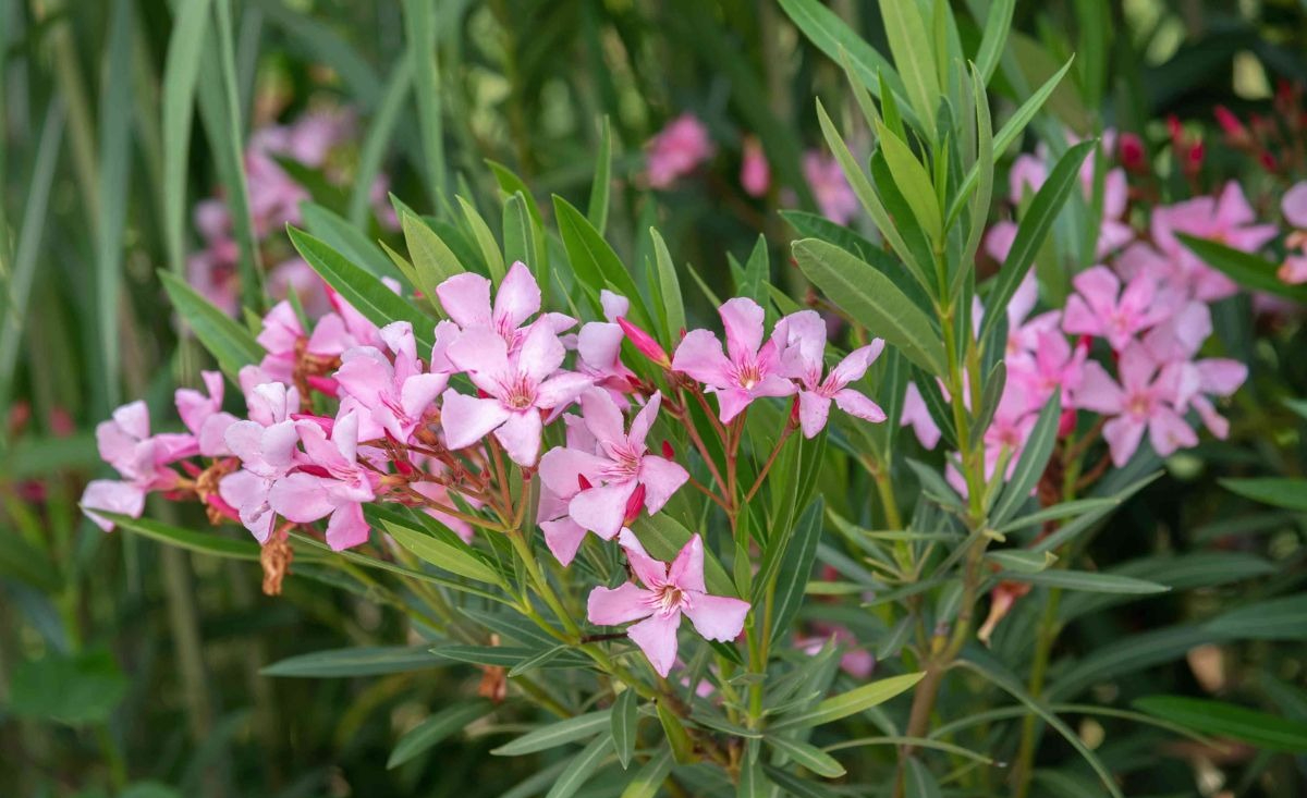 Nhà đang yên ấm thì đừng trồng 4 cây này kẻo tiền bạc đội nón ra đi- Ảnh 2.