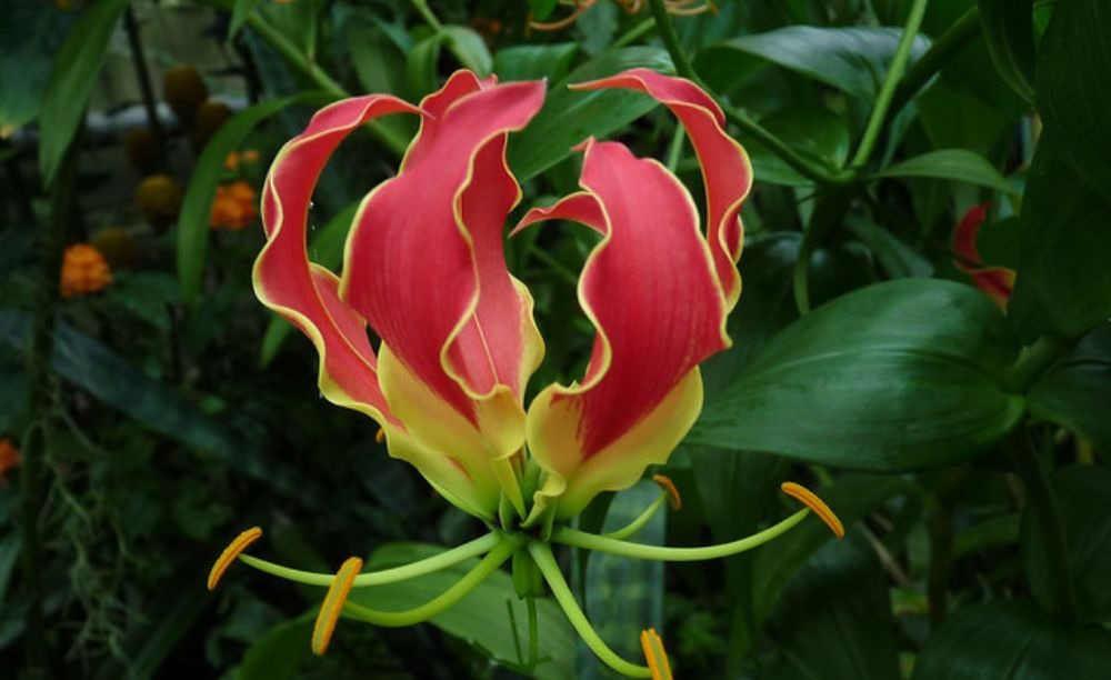 Nhà đang yên ấm thì đừng trồng 4 cây này kẻo tiền bạc đội nón ra đi- Ảnh 3.