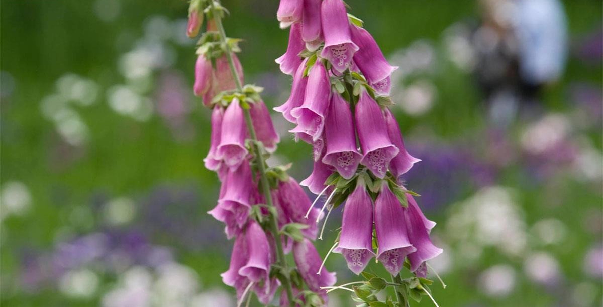 Nhà đang yên ấm thì đừng trồng 4 cây này kẻo tiền bạc đội nón ra đi- Ảnh 4.