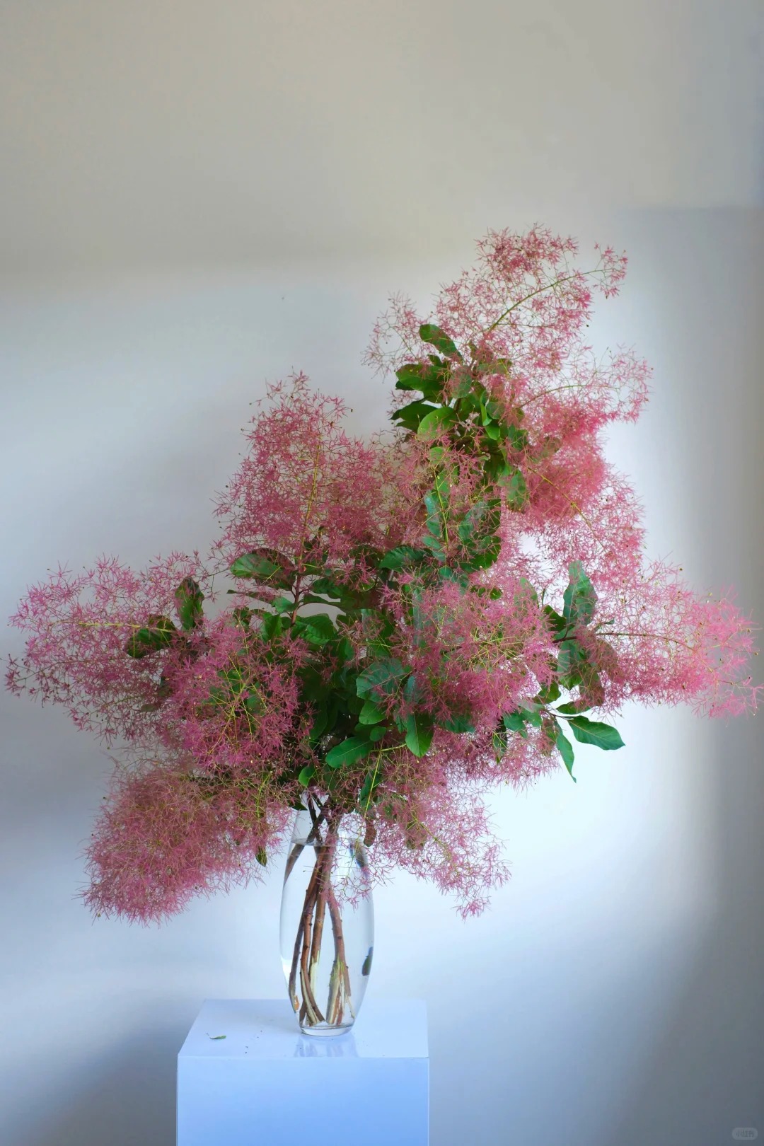 "Lạc lối" trước bình hoa khói tím: Loài cây nhìn như mây bông đang gây sốt góc nhà chị em- Ảnh 18.