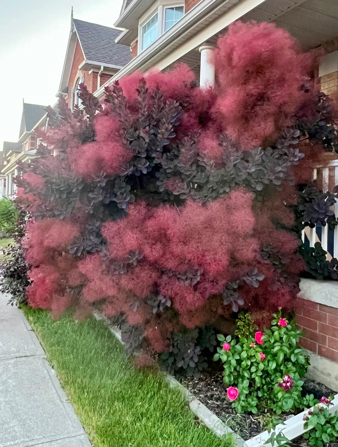 "Lạc lối" trước bình hoa khói tím: Loài cây nhìn như mây bông đang gây sốt góc nhà chị em- Ảnh 4.