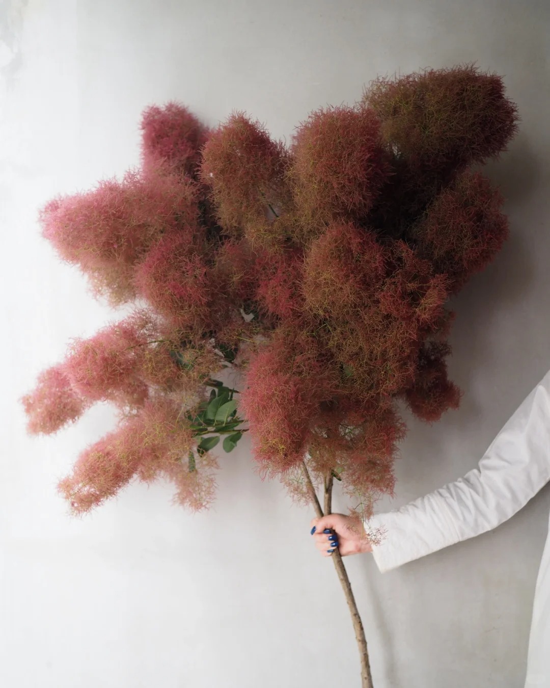 "Lạc lối" trước bình hoa khói tím: Loài cây nhìn như mây bông đang gây sốt góc nhà chị em- Ảnh 6.