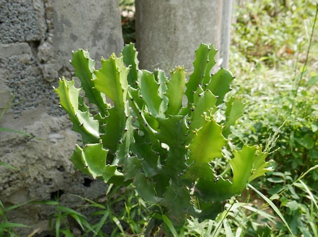 Nhà đang yên ấm thì đừng trồng 4 cây này kẻo tiền bạc đội nón ra đi- Ảnh 1.