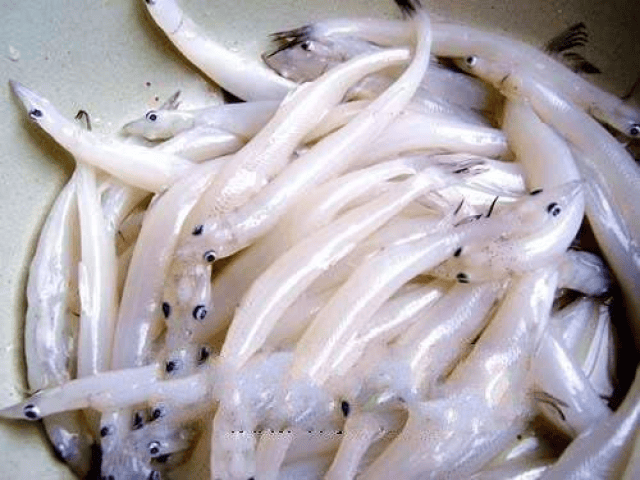 Việt Nam có loại cá đại bổ, được ví là Việt Nam có loại cá đại bổ, được ví là