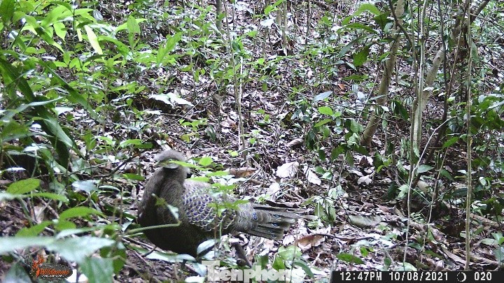 Pù Huống – 'kho báu' 46.000ha hé lộ bí mật rừng già nhờ công nghệ và cộng đồng- Ảnh 4.