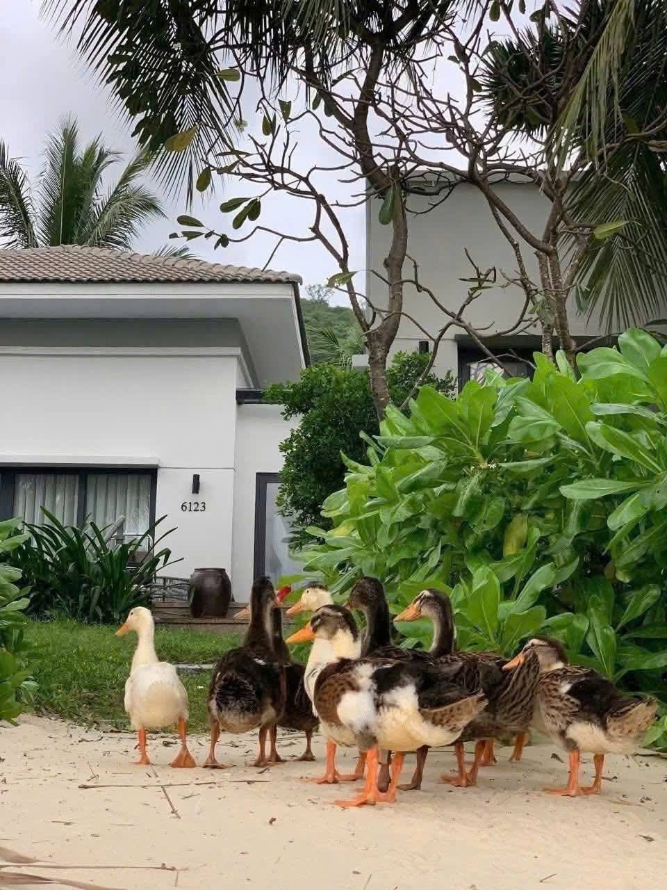 Fanpage của Vinpearl Nha Trang thông báo về tình trạng của đàn vịt 