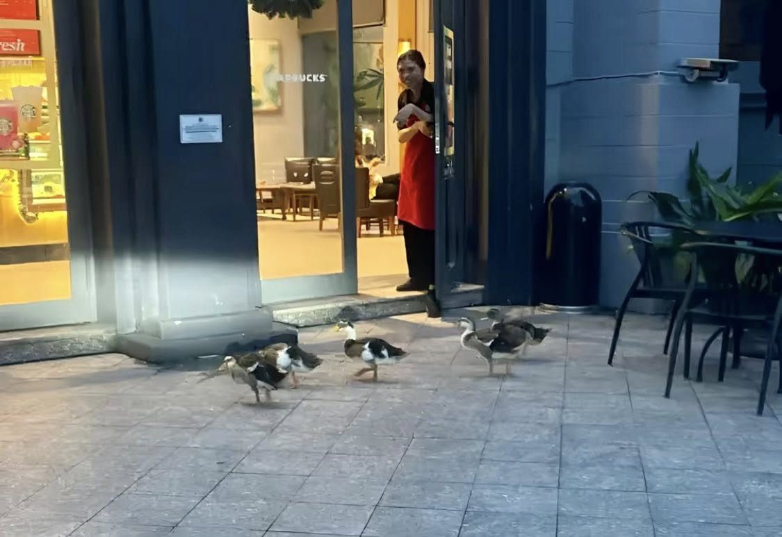 Fanpage của Vinpearl Nha Trang thông báo về tình trạng của đàn vịt 