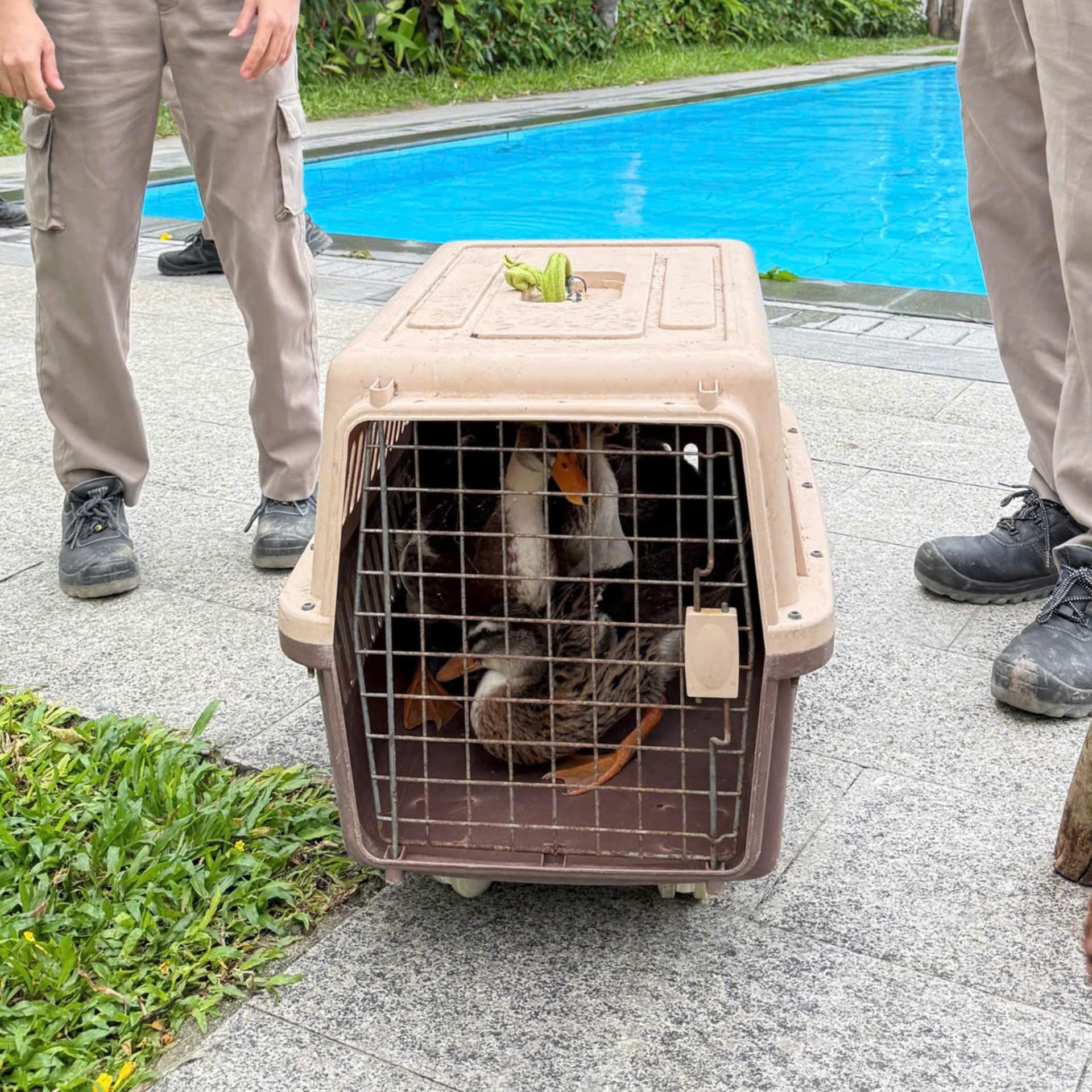 Fanpage của Vinpearl Nha Trang thông báo về tình trạng của đàn vịt 