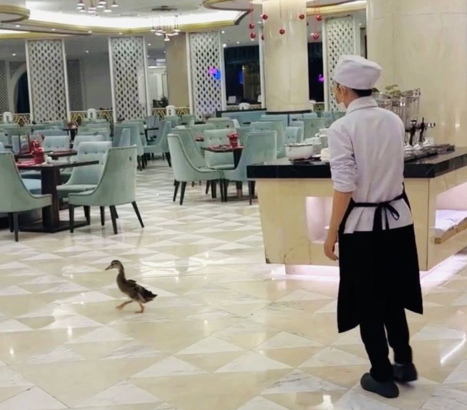 Fanpage của Vinpearl Nha Trang thông báo về tình trạng của đàn vịt 