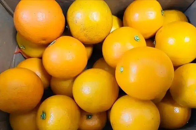 Bác sĩ cho biết - 4 loại trái cây này chứa đầy kho báu, người trung niên và người cao tuổi nên ăn thường xuyên để tăng cường miễn dịch- Ảnh 4.