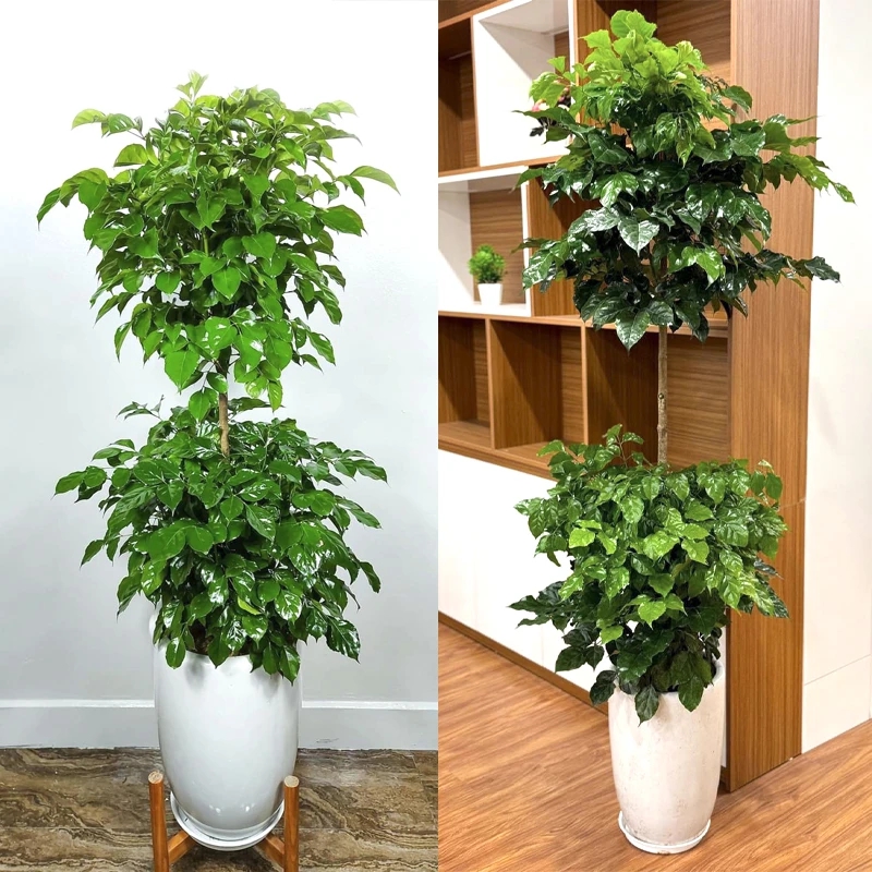 3 loại cây nghe tên đã thấy có lộc, càng trồng lâu trong nhà càng hút tiền bạc như nam châm, người giàu rất thích- Ảnh 1.