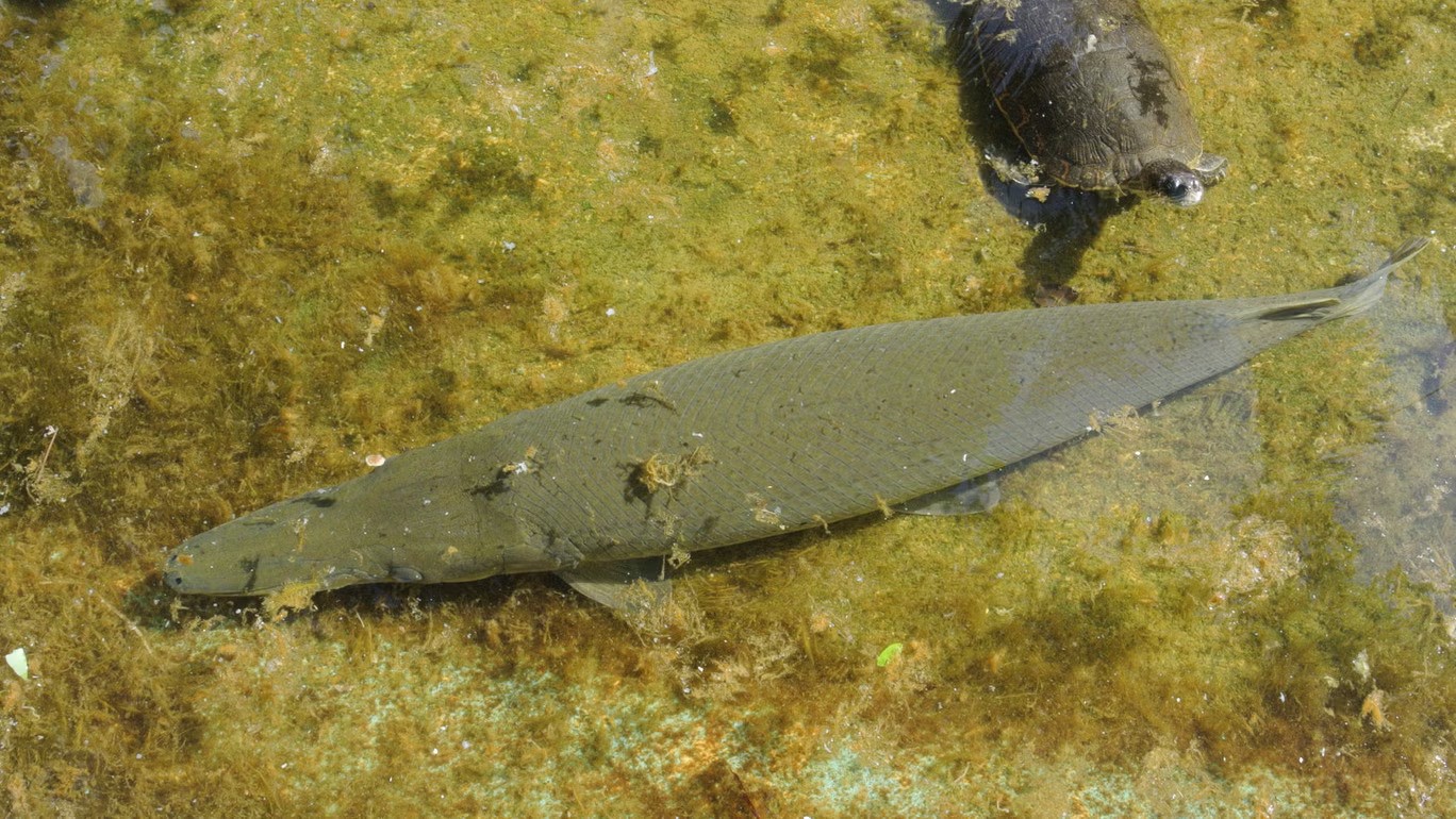 Cuba chạy đua với thời gian để cứu 