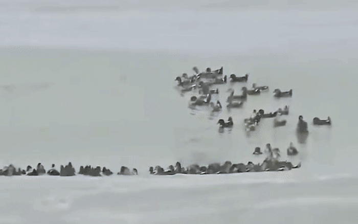 Fanpage của Vinpearl Nha Trang thông báo về tình trạng của đàn vịt 