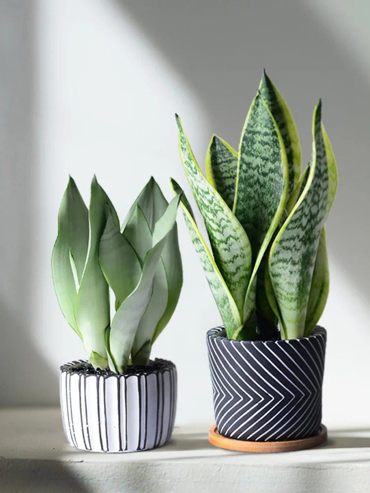 Lưỡi hổ là cây hút tài hay phá tài? Xem lại cách bạn đang đặt cây trong nhà- Ảnh 10.