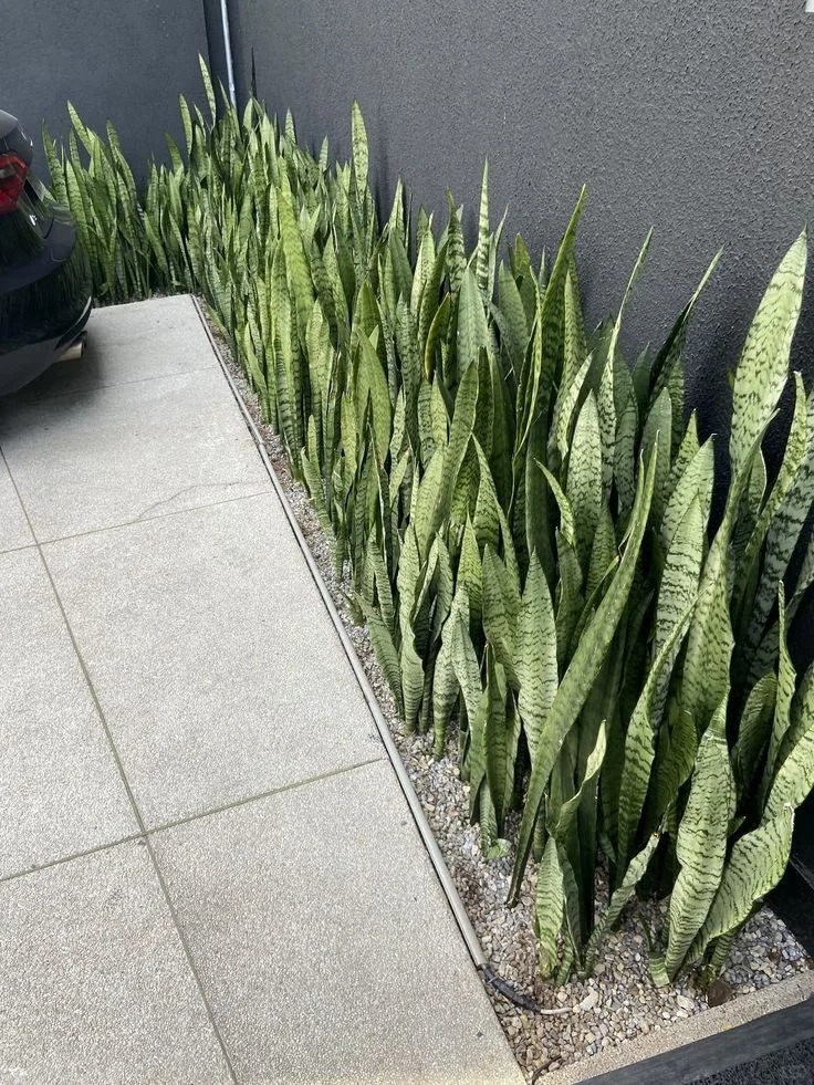 Lưỡi hổ là cây hút tài hay phá tài? Xem lại cách bạn đang đặt cây trong nhà- Ảnh 2.