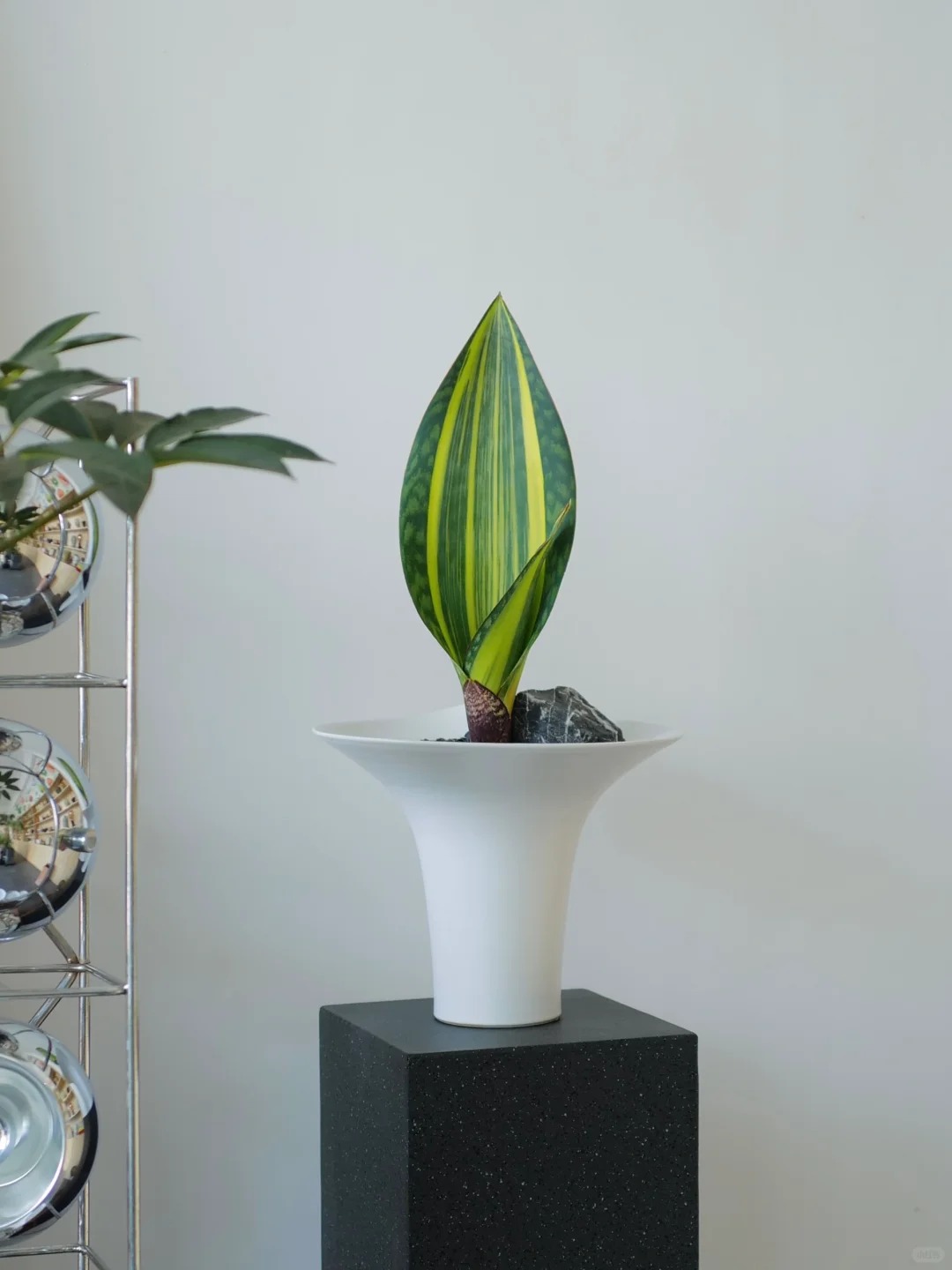 Lưỡi hổ là cây hút tài hay phá tài? Xem lại cách bạn đang đặt cây trong nhà- Ảnh 13.