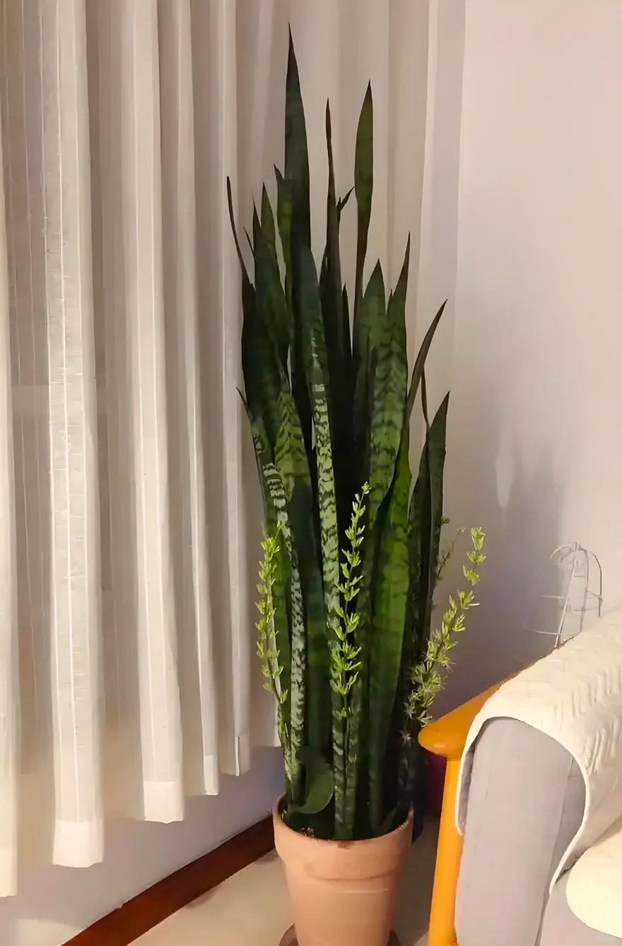 Lưỡi hổ là cây hút tài hay phá tài? Xem lại cách bạn đang đặt cây trong nhà- Ảnh 7.