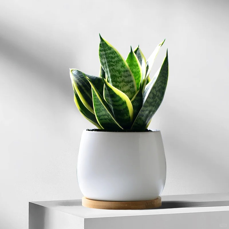 Lưỡi hổ là cây hút tài hay phá tài? Xem lại cách bạn đang đặt cây trong nhà- Ảnh 9.