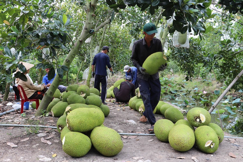 Mít tươi Việt có 'visa' xuất khẩu Trung Quốc: Cơ hội ra sao?- Ảnh 1.