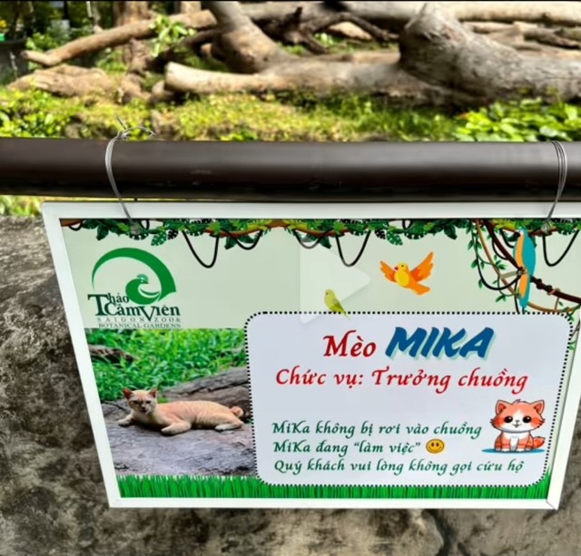 "Trưởng chuồng" mèo Mika nổi tiếng ở Thảo Cầm Viên cầm 80 triệu đi từ thiện: Sĩ nhất cái sở thú!- Ảnh 9. "Trưởng chuồng" mèo Mika nổi tiếng ở Thảo Cầm Viên cầm 80 triệu đi từ thiện: Sĩ nhất cái sở thú!- Ảnh 9.
