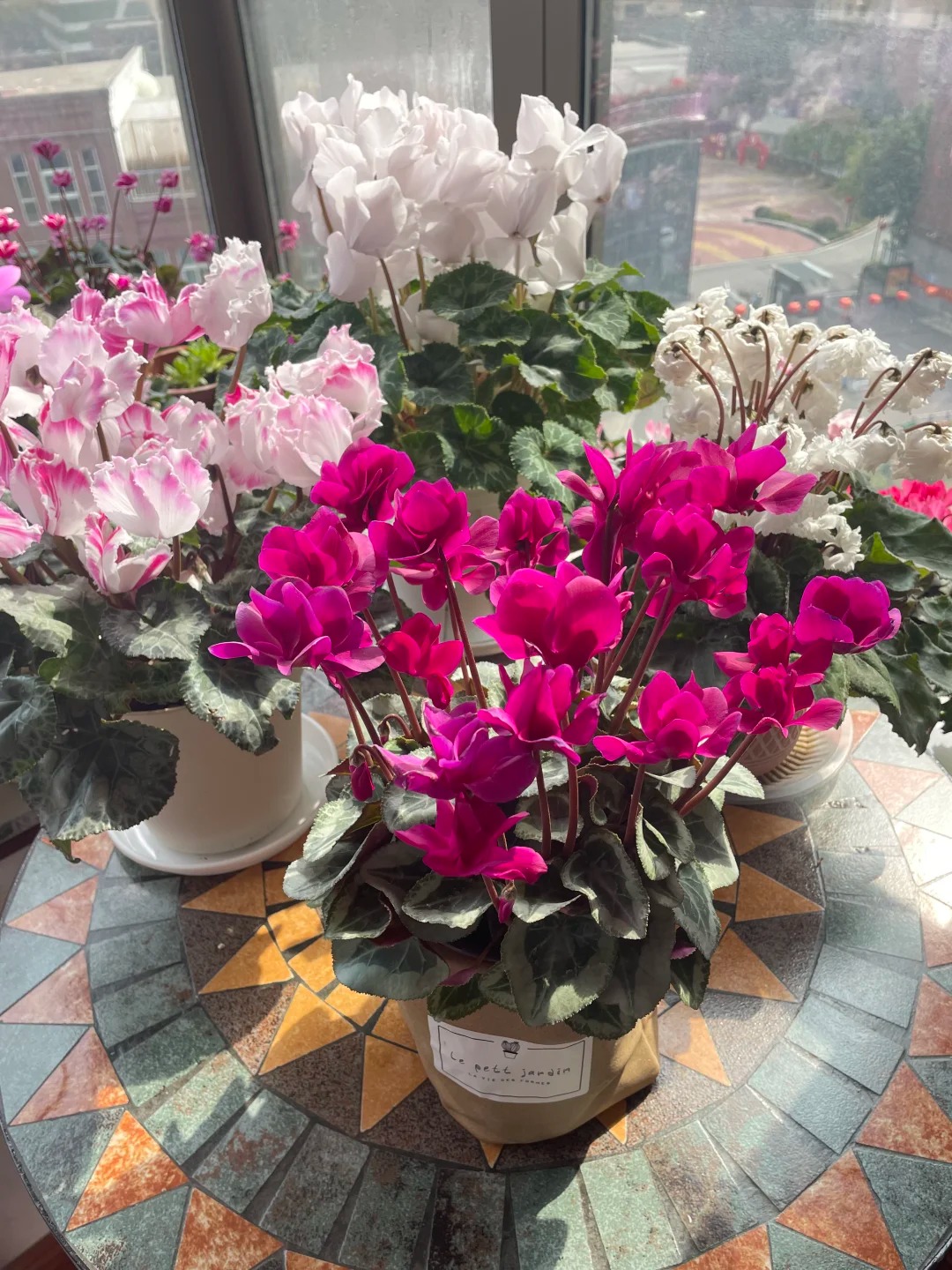 Hoa anh thảo đang hot, vừa dễ trồng lại giúp nhà thêm phúc khí, hoa nở từ Noel đến sau Tết, chị em tha hồ mà chơi- Ảnh 16.