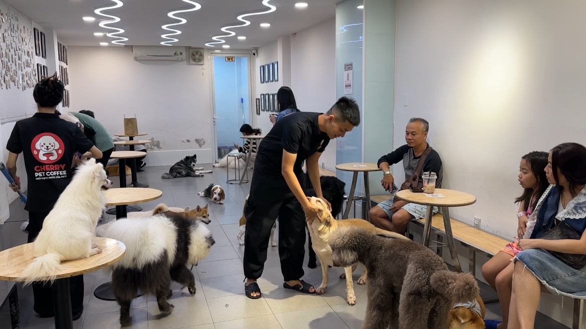 Quán cà phê thú cưng lúng túng khai báo việc nuôi chó, mèo- Ảnh 1. Quán cà phê thú cưng lúng túng khai báo việc nuôi chó, mèo- Ảnh 1.