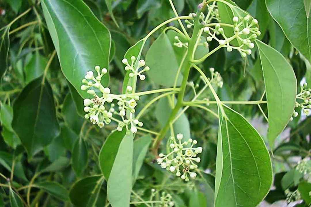 Loại cây "hút" tài lộc, mang lại bình an: Vừa giúp đuổi muỗi, vừa làm thuốc quý- Ảnh 5.