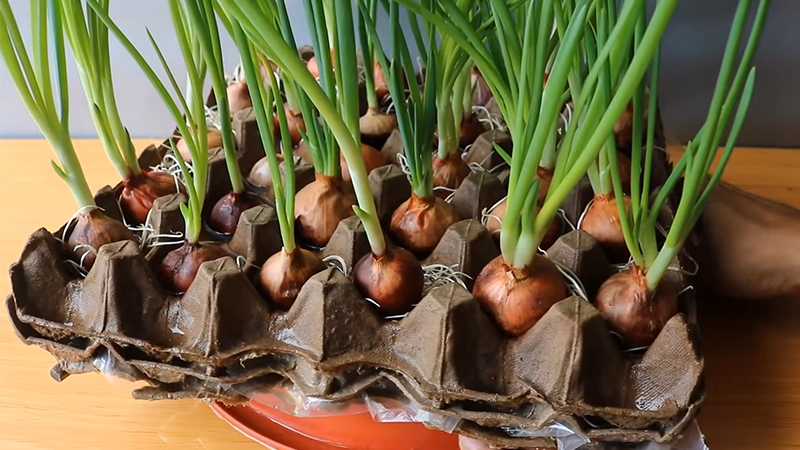 8 loại cây đuổi muỗi, ruồi, gián hiệu quả: Nhà nào cũng nên trồng ít nhất một cây- Ảnh 3.