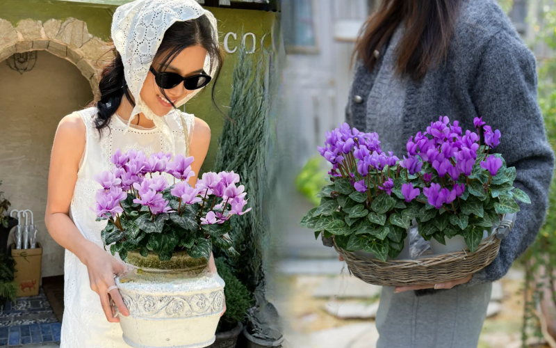 Hoa anh thảo đang hot, vừa dễ trồng lại giúp nhà thêm phúc khí, hoa nở từ Noel đến sau Tết, chị em tha hồ mà chơi- Ảnh 1.