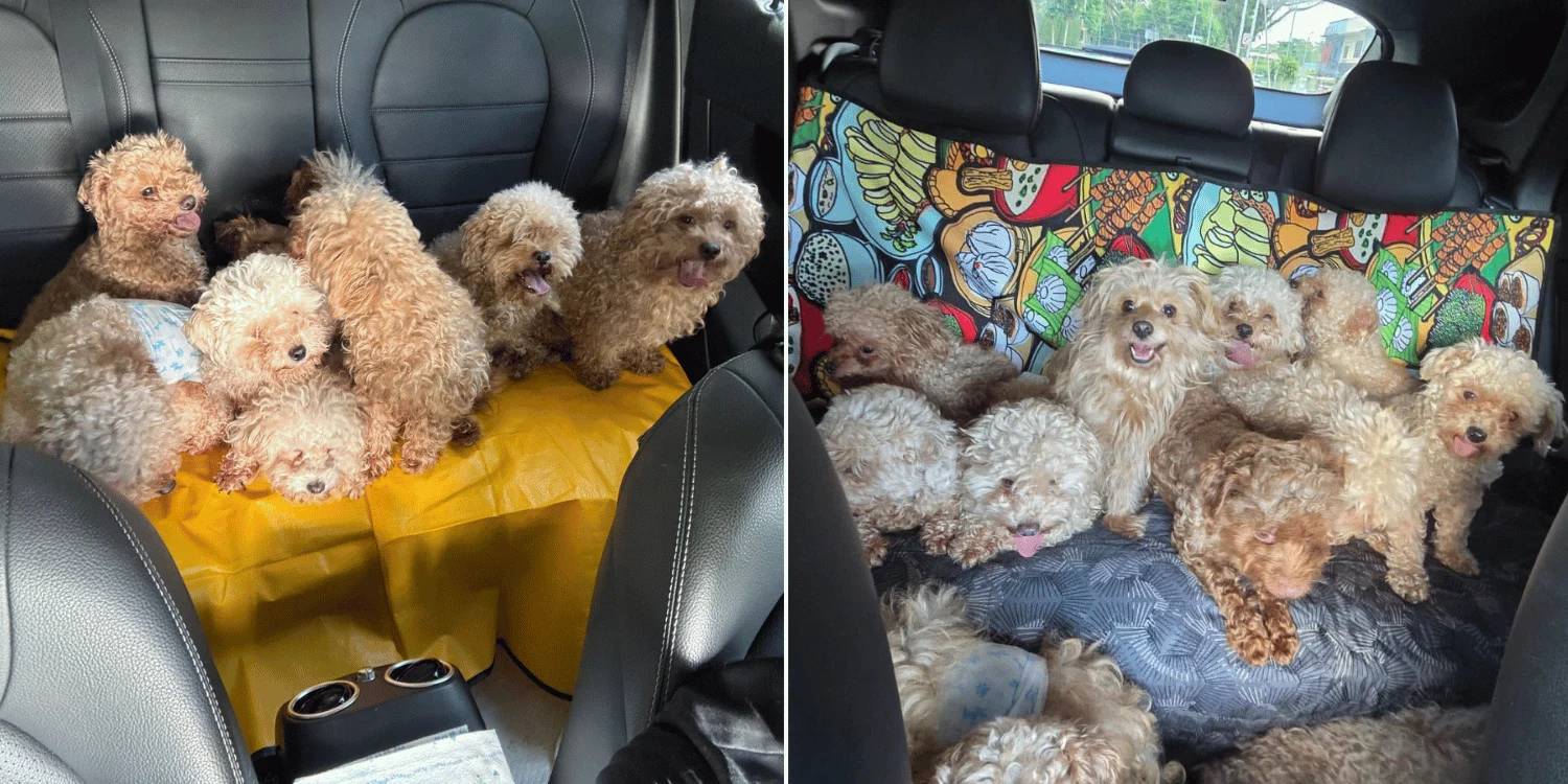 Nuôi tới 79 con chó trong nhà, người phụ nữ bị phạt hơn 400 triệu đồng- Ảnh 2.