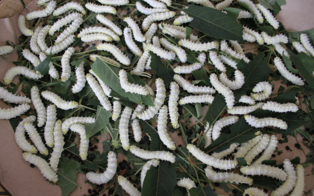 Món đặc sản Việt nhìn như "sâu khổng lồ" khiến ai cũng rùng mình, vậy mà ăn rồi lại ghiền không dứt- Ảnh 1. Món đặc sản Việt nhìn như "sâu khổng lồ" khiến ai cũng rùng mình, vậy mà ăn rồi lại ghiền không dứt- Ảnh 1.