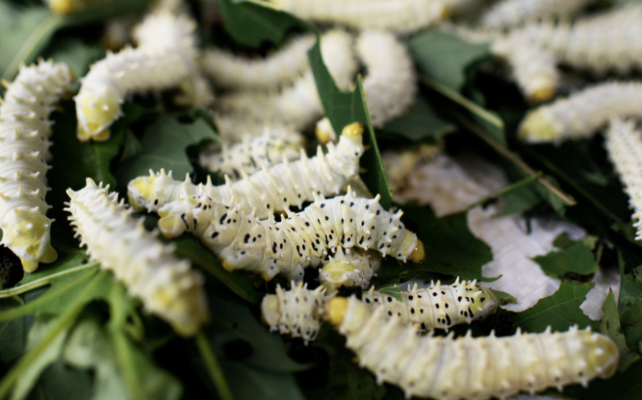 Món đặc sản Việt nhìn như "sâu khổng lồ" khiến ai cũng rùng mình, vậy mà ăn rồi lại ghiền không dứt- Ảnh 2. Món đặc sản Việt nhìn như "sâu khổng lồ" khiến ai cũng rùng mình, vậy mà ăn rồi lại ghiền không dứt- Ảnh 2.