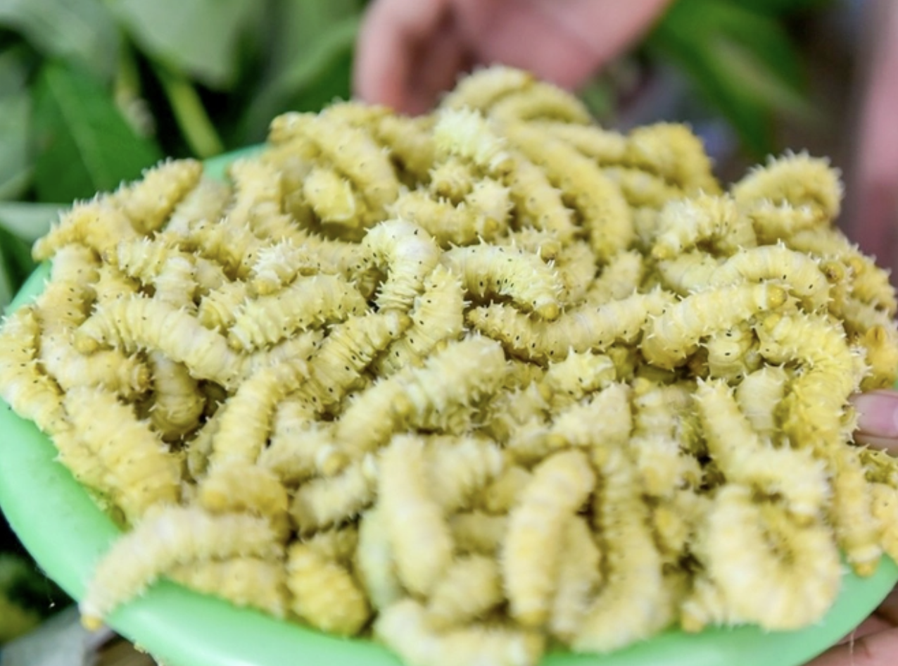 Món đặc sản Việt nhìn như "sâu khổng lồ" khiến ai cũng rùng mình, vậy mà ăn rồi lại ghiền không dứt- Ảnh 3. Món đặc sản Việt nhìn như "sâu khổng lồ" khiến ai cũng rùng mình, vậy mà ăn rồi lại ghiền không dứt- Ảnh 3.