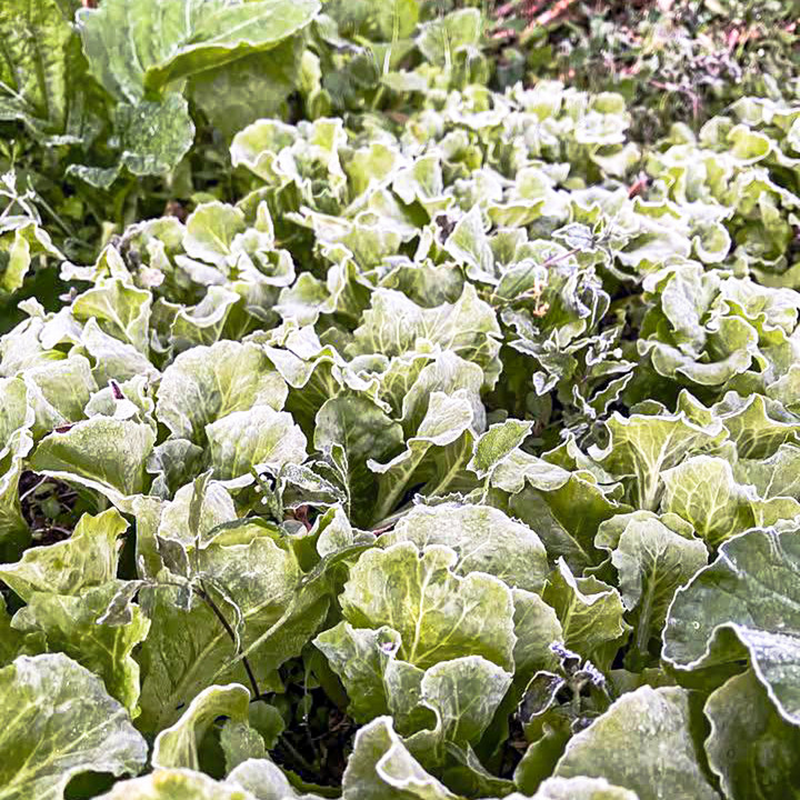 Cao nguyên đá Đồng Văn rét dưới 1°C, băng giá trắng xoá xuất hiện- Ảnh 2.