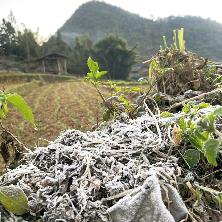 Cao nguyên đá Đồng Văn rét dưới 1°C, băng giá trắng xoá xuất hiện- Ảnh 1.