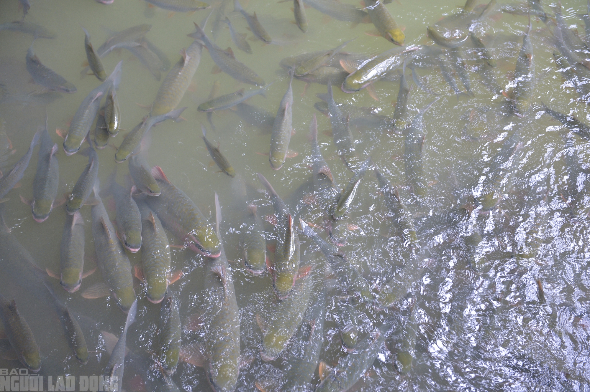 Có một suối "cá thần" khác ở Thanh Hóa mà nhiều người chưa biết- Ảnh 2. Có một suối "cá thần" khác ở Thanh Hóa mà nhiều người chưa biết- Ảnh 2.