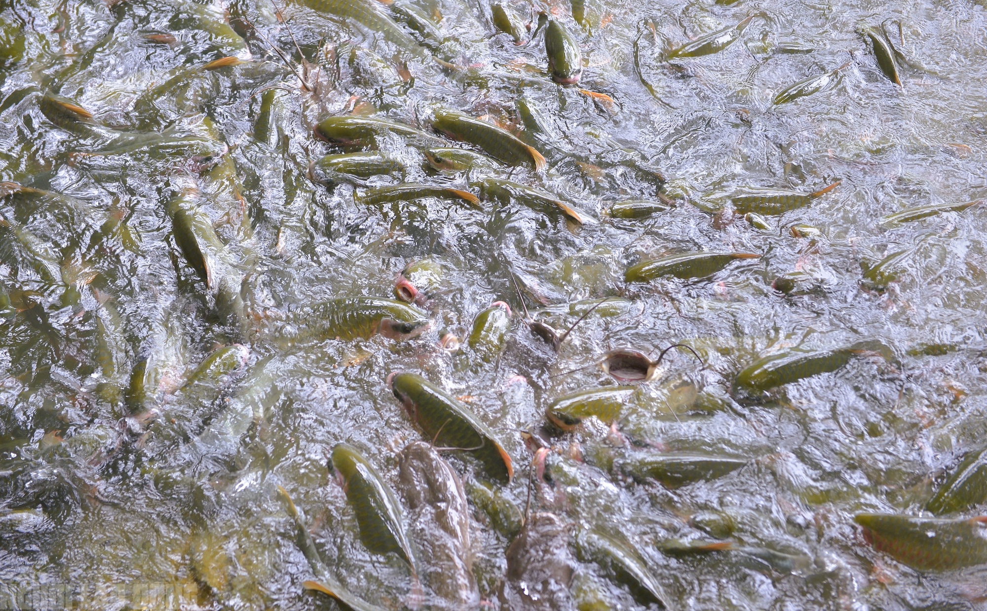 Có một suối "cá thần" khác ở Thanh Hóa mà nhiều người chưa biết- Ảnh 5. Có một suối "cá thần" khác ở Thanh Hóa mà nhiều người chưa biết- Ảnh 5.