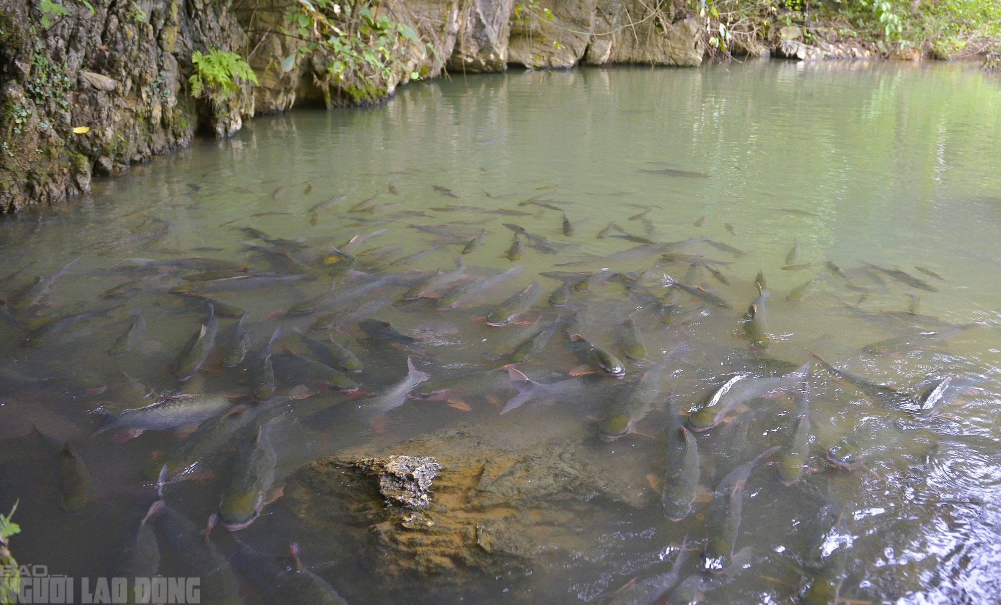 Có một suối "cá thần" khác ở Thanh Hóa mà nhiều người chưa biết- Ảnh 7. Có một suối "cá thần" khác ở Thanh Hóa mà nhiều người chưa biết- Ảnh 7.