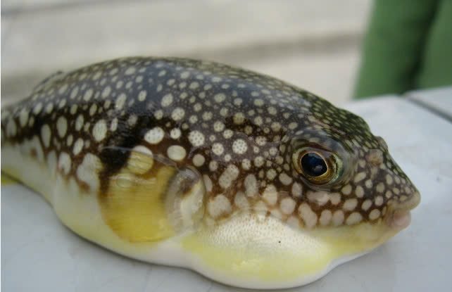 Loại cá chứa chất kịch độc khiến nhiều người rơi vào nguy kịch sau khi ăn: Cách nhận biết- Ảnh 2.